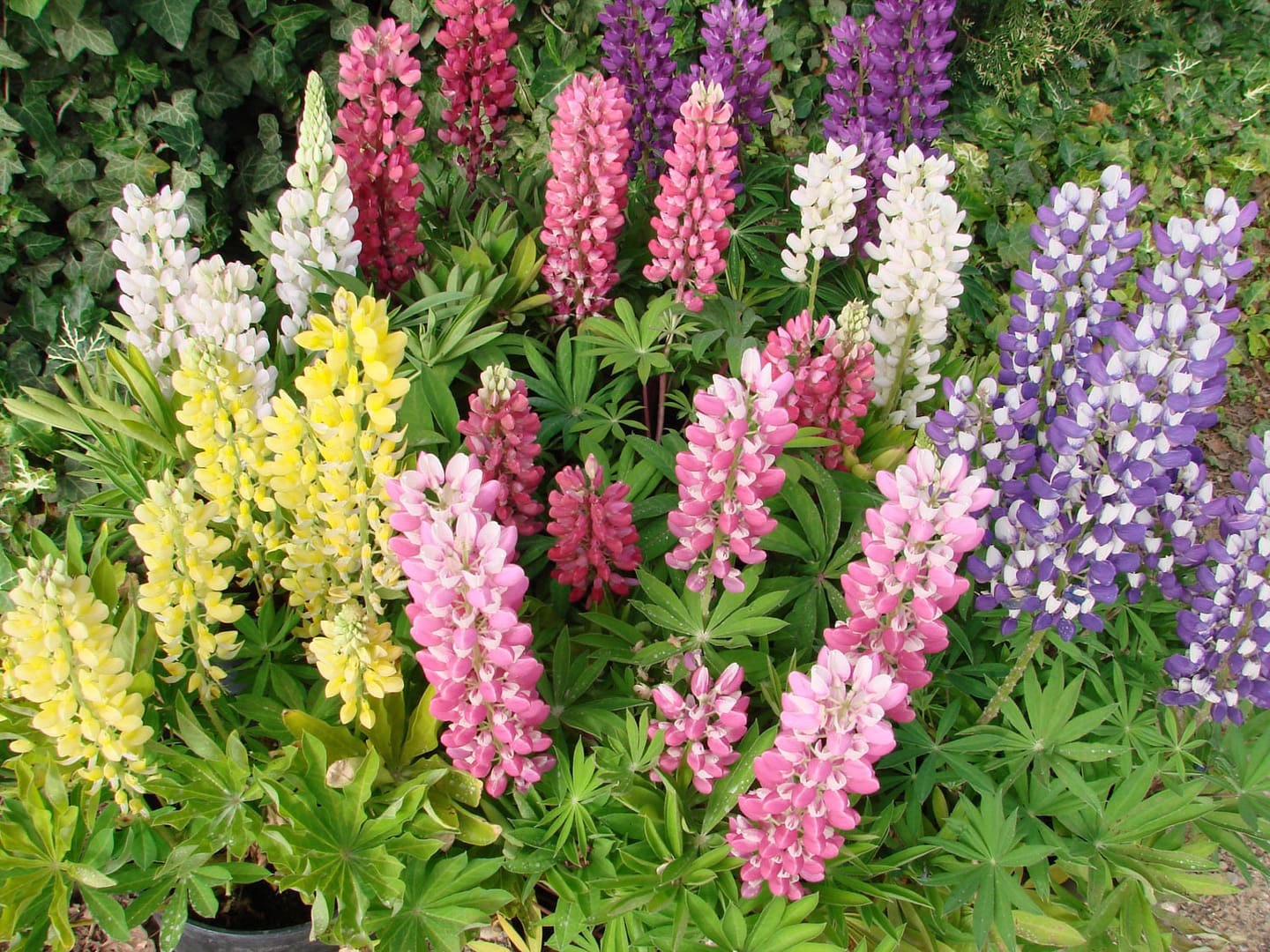 Lupin Mini Gallery Mix
Bloom, Seed
HMClause_Tezier, 02.2016
Lupinus Mini Gallery Mix 3.jpg
16LUP-9485.jpg