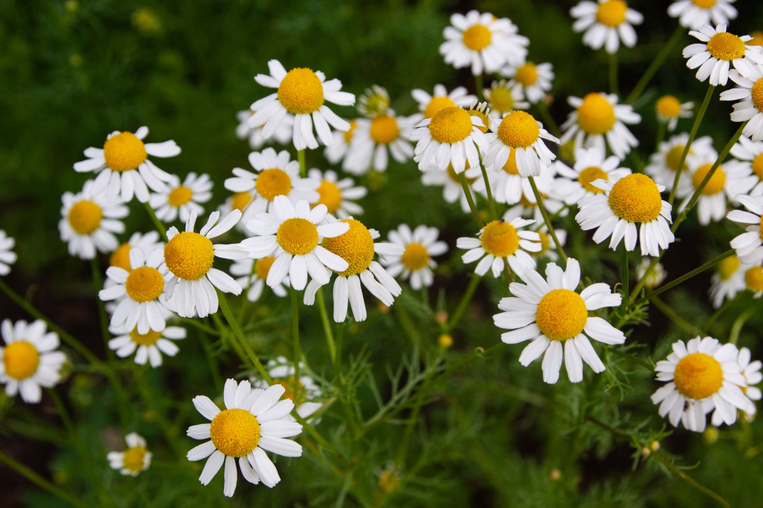 Beautiful,White,Flowering,Camomile,Chamaemelum,Nobile,Growing,In,A,Small