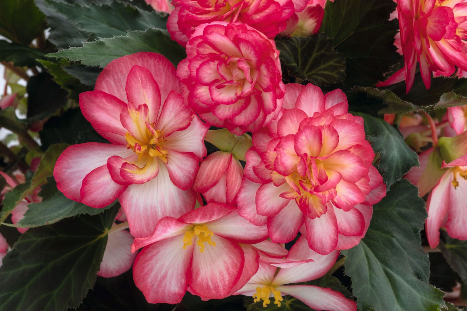 Begonia tuberhybrida F₁ Nonstop Joy Rose Picotee5