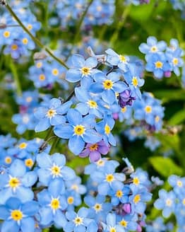 Chinese Forget-Me-Not