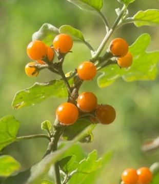 Solanum Villosum