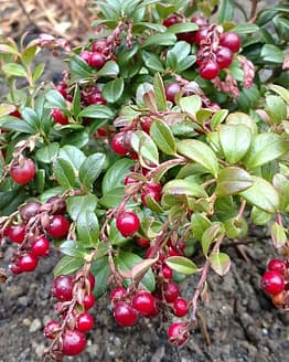 Lingonberry Plant