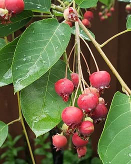 Saskatoon Berry Tree