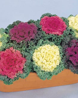 Flowering Kale Plant