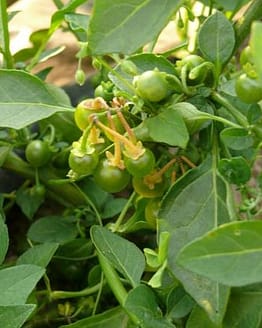 Solanum Opacum