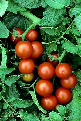 HS09-025b  Romato - cherry tomato, variety Washington cherry