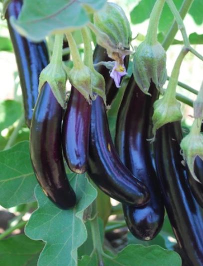 PurpleLittleFingerEggplant