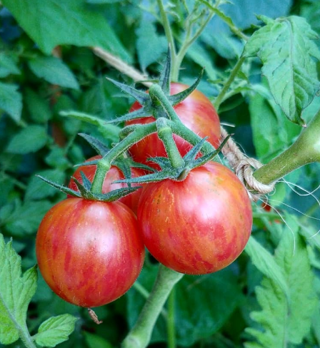 Pink Bumblebee Tomato