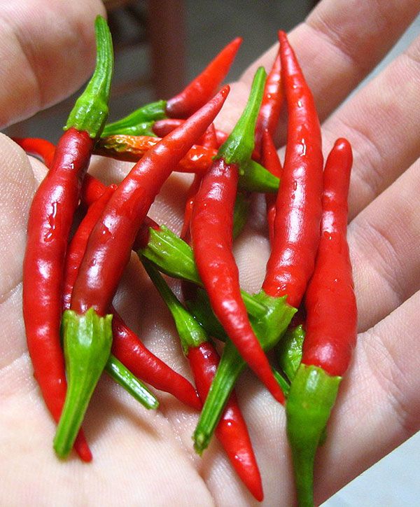 ChiliDearbolHotPepper