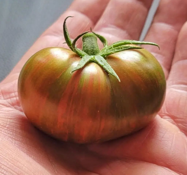 Purple Bumblebee Tomato