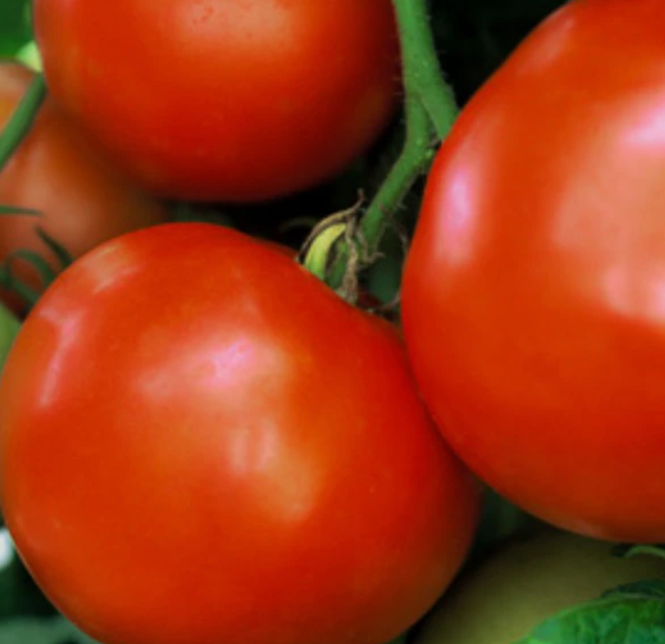 Glamour Red Tomato